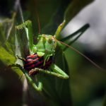 Semanas Flotantes De Onagrup Blue Millenium SL