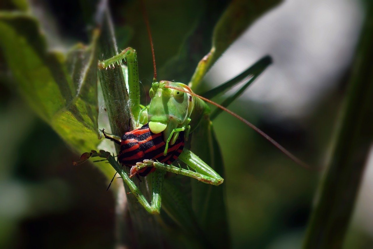 Semanas Flotantes De Onagrup Blue Millenium SL